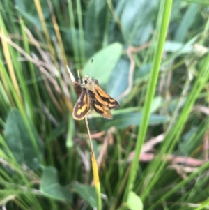 Ocybadistes walkeri at Acton, ACT - 17 Feb 2022 08:55 AM