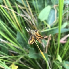 Ocybadistes walkeri at Acton, ACT - 17 Feb 2022 08:55 AM