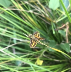 Ocybadistes walkeri at Acton, ACT - 17 Feb 2022