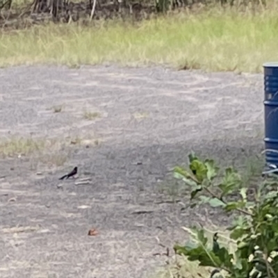 Rhipidura leucophrys (Willie Wagtail) at Curtin, ACT - 17 Feb 2022 by RAllen