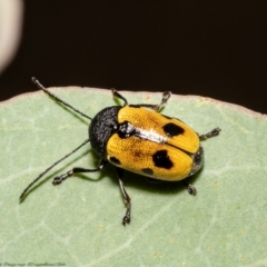 Cadmus (Cadmus) litigiosus (Leaf beetle) at Mulligans Flat - 16 Feb 2022 by Roger