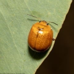 Paropsisterna cloelia (Eucalyptus variegated beetle) at Forde, ACT - 17 Feb 2022 by Roger