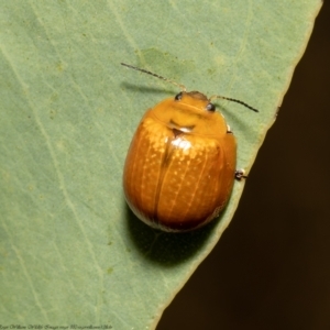 Paropsisterna cloelia at Forde, ACT - 17 Feb 2022 10:41 AM