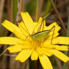 Conocephalus semivittatus (Meadow katydid) at Mulligans Flat - 16 Feb 2022 by Roger