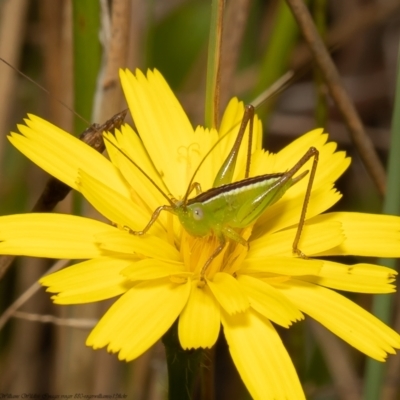 Conocephalus semivittatus (Meadow katydid) at Mulligans Flat - 16 Feb 2022 by Roger