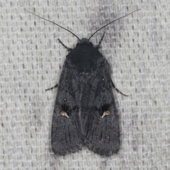 Proteuxoa atra (Sombre Noctuid) at O'Connor, ACT - 16 Feb 2022 by ibaird