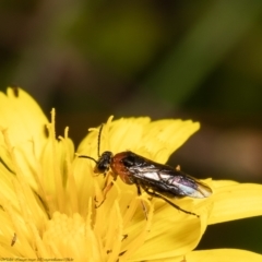 Eurys sp. (genus) (Eurys sawfly) at Forde, ACT - 16 Feb 2022 by Roger