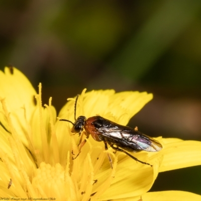 Eurys sp. (genus) (Eurys sawfly) at Forde, ACT - 16 Feb 2022 by Roger