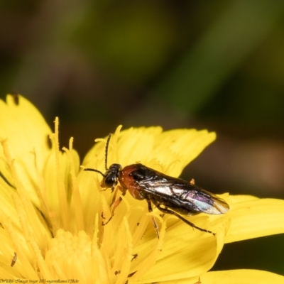 Eurys sp. (genus) (Eurys sawfly) at Forde, ACT - 17 Feb 2022 by Roger