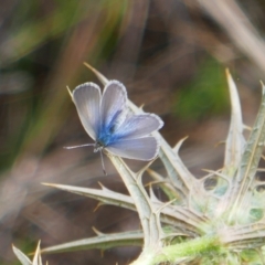 Zizina otis (Common Grass-Blue) at Tuggeranong Hill - 16 Feb 2022 by MB