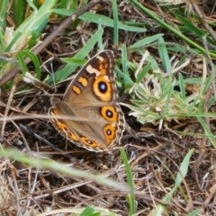 Junonia villida (Meadow Argus) at Conder, ACT - 17 Feb 2022 by MB