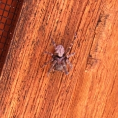 Unverified Spider at Aranda, ACT - 14 Feb 2022 by KMcCue