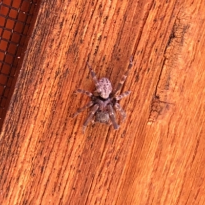 Unverified Spider at Aranda, ACT - 14 Feb 2022 by KMcCue