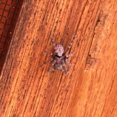 Unidentified Spider (Araneae) (TBC) at Aranda, ACT - 14 Feb 2022 by KMcCue
