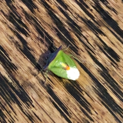 Cuspicona sp. (genus) (Shield bug) at Aranda, ACT - 13 Feb 2022 by KMcCue