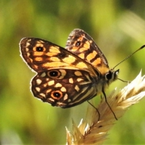 Oreixenica orichora at Cotter River, ACT - 16 Feb 2022