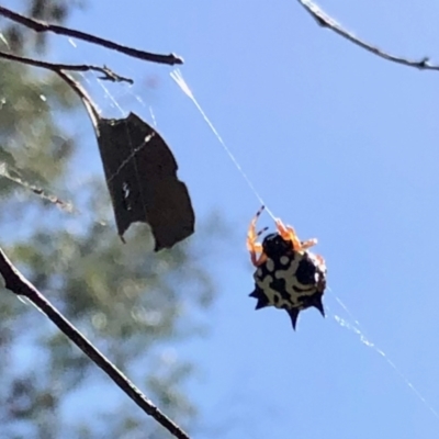 Austracantha minax (Christmas Spider, Jewel Spider) at Aranda Bushland - 15 Feb 2022 by KMcCue