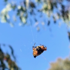 Austracantha minax at Molonglo Valley, ACT - 15 Feb 2022