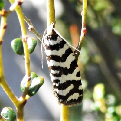 Technitis amoenana (A tortrix or leafroller moth) at Cotter River, ACT - 15 Feb 2022 by JohnBundock