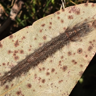 Lasiocampidae (family) immature (Lappet & Snout Moths) at Namadgi National Park - 15 Feb 2022 by JohnBundock