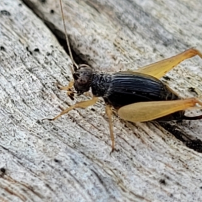 Trigonidium sp. (genus) (A Sword-tail Cricket) at Block 402 - 17 Feb 2022 by trevorpreston