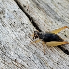 Trigonidium sp. (genus) at Stromlo, ACT - 17 Feb 2022