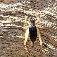 Trigonidium sp. (genus) at Stromlo, ACT - 17 Feb 2022