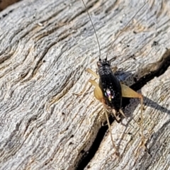 Trigonidium sp. (genus) at Stromlo, ACT - 17 Feb 2022