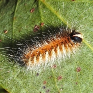 Anthela acuta at Cotter River, ACT - 16 Feb 2022