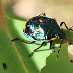 Cermatulus nasalis (Predatory shield bug, Glossy shield bug) at Stromlo, ACT - 17 Feb 2022 by trevorpreston