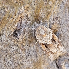 Acropolitis rudisana (Family Tortricinae) at Piney Ridge - 17 Feb 2022 by tpreston