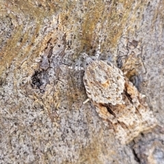 Acropolitis rudisana (Family Tortricinae) at Stromlo, ACT - 17 Feb 2022 by trevorpreston