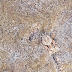 Acropolitis rudisana at Stromlo, ACT - 17 Feb 2022 04:02 PM