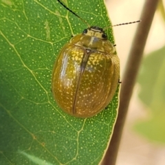 Paropsisterna cloelia (Eucalyptus variegated beetle) at Stromlo, ACT - 17 Feb 2022 by tpreston