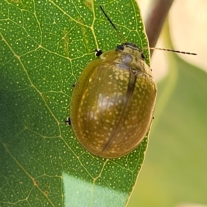 Paropsisterna cloelia at Stromlo, ACT - 17 Feb 2022