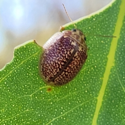 Paropsisterna decolorata (A Eucalyptus leaf beetle) at Block 402 - 17 Feb 2022 by trevorpreston