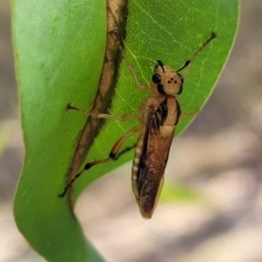 Pseudoperga guerinii (A sawfly) at Stromlo, ACT - 17 Feb 2022 by trevorpreston