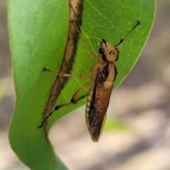 Pseudoperga lewisii (A Sawfly) at Stromlo, ACT - 17 Feb 2022 by trevorpreston
