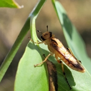 Pseudoperga lewisii at Stromlo, ACT - 17 Feb 2022