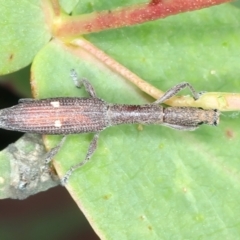 Rhadinosomus lacordairei (Thin Strawberry Weevil) at Yarrangobilly, NSW - 14 Feb 2022 by jb2602