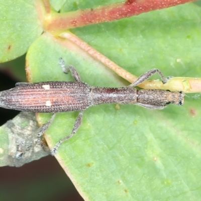 Rhadinosomus lacordairei (Thin Strawberry Weevil) at Kosciuszko National Park - 14 Feb 2022 by jb2602