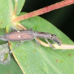 Rhadinosomus lacordairei at Yarrangobilly, NSW - 14 Feb 2022