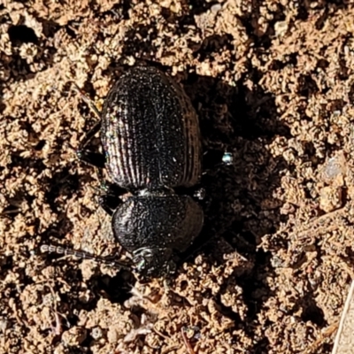 Adelium pustulosum (Darkling beetle) at Stromlo, ACT - 17 Feb 2022 by trevorpreston
