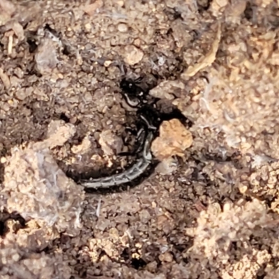 Staphylinidae (family) (Rove beetle) at Stromlo, ACT - 17 Feb 2022 by trevorpreston