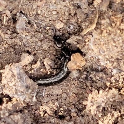 Staphylinidae (family) (Rove beetle) at Piney Ridge - 17 Feb 2022 by tpreston