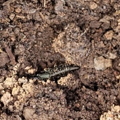 Staphylinidae (family) at Stromlo, ACT - 17 Feb 2022