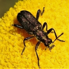 Eleale aspera (Clerid beetle) at Cotter River, ACT - 15 Feb 2022 by JohnBundock