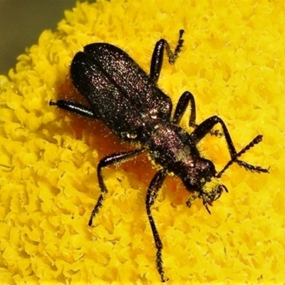 Eleale aspera (Clerid beetle) at Cotter River, ACT - 15 Feb 2022 by JohnBundock