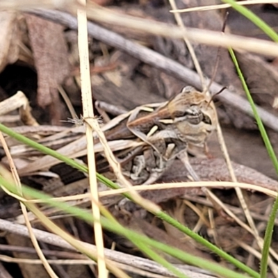 Oedaleus australis (Australian Oedaleus) at Stromlo, ACT - 17 Feb 2022 by trevorpreston
