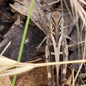 Oedaleus australis at Stromlo, ACT - 17 Feb 2022 04:41 PM